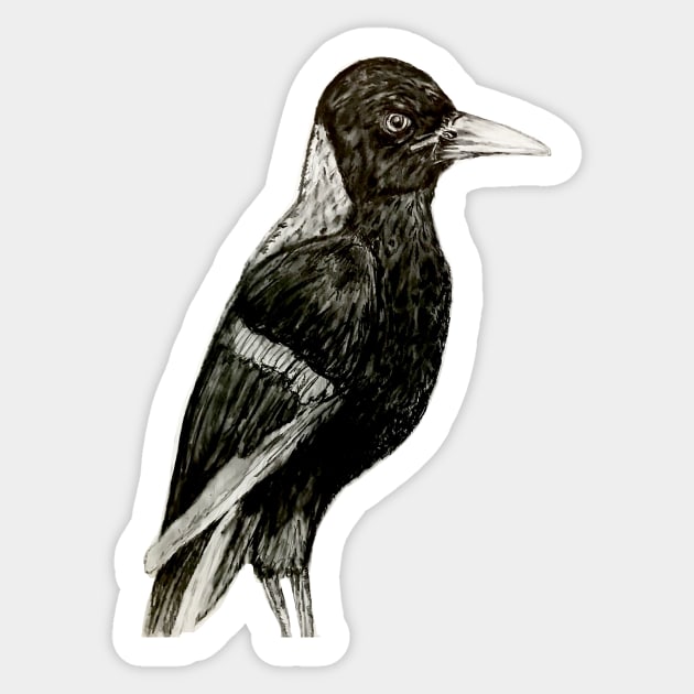 Young Australian Magpie Sticker by YollieBeeArt